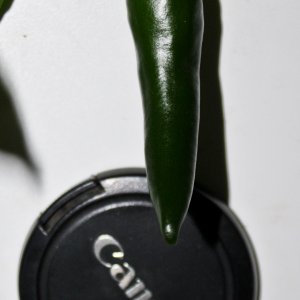 3046   овощи