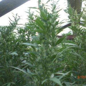 CIMG0063