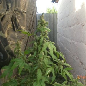 CIMG0071