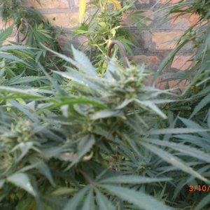 CIMG0075
