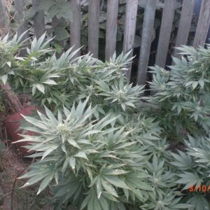 CIMG0077