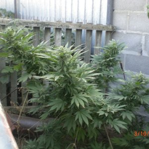 CIMG0079
