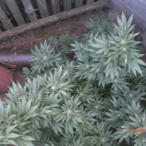 CIMG0081