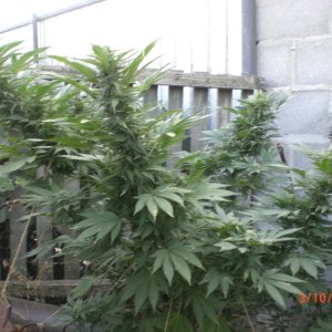 CIMG0082