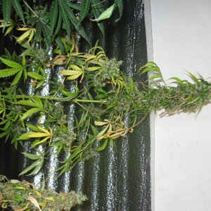 IMG 5542