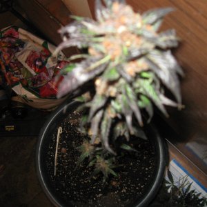 IMG_5588.JPG