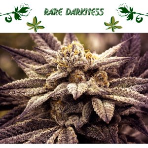 Rare Darkness