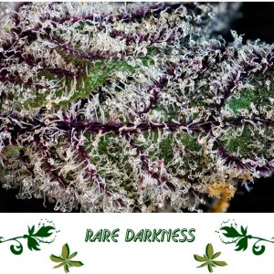 Rare Darkness сорт