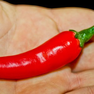 Basket of Fire