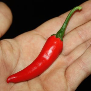 Basket of Fire