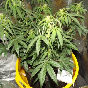 Himalaya Blue Diesel
