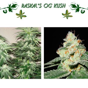 Raskal’s OG Kush
