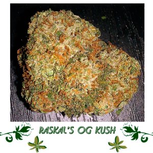 Raskal’s OG Kush сорт