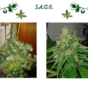 S.A.G.E.