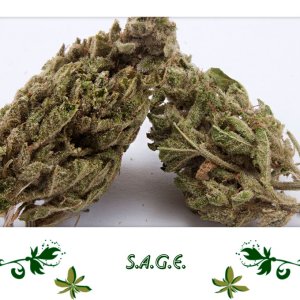 S.A.G.E.1