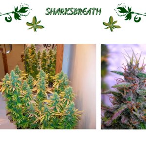 SharksBreath