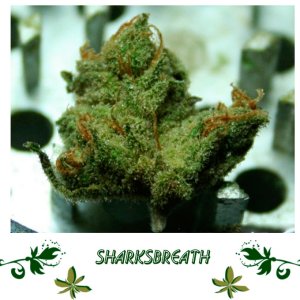 Sharksbreath сорт