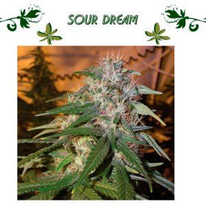 SOUR DREAM