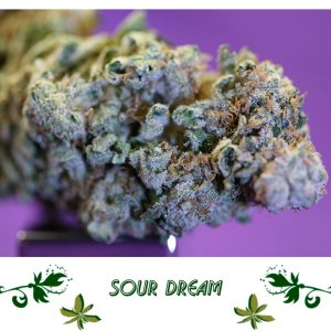 SOUR DREAM сорт