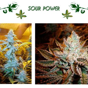Sour Power