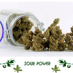 Sour Power сорт