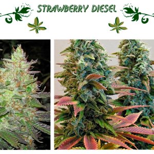 strawberry diesel