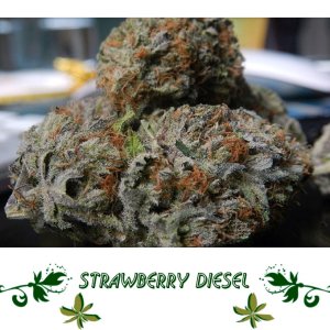 Strawberry Diesel сорт