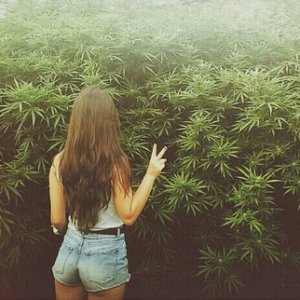 Нереально большие кусты конопли)