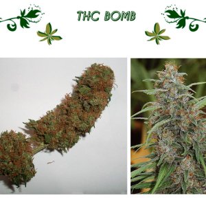 THC Bomb
