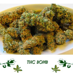 THC Bomb1