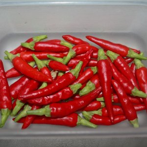 3267   перцы