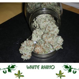 White Rhino