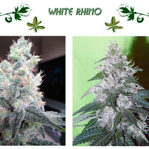 White Rhino сорт