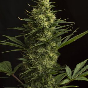 08 10 AK 47