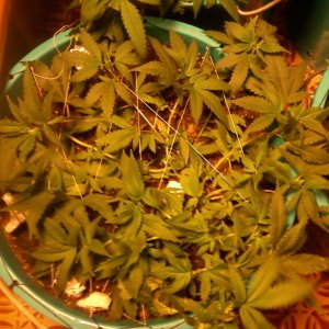 эррор импорт Super Lemon Haze fem