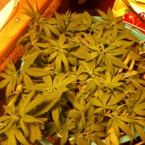 LSD fem