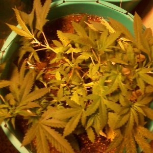 OG Kush fem