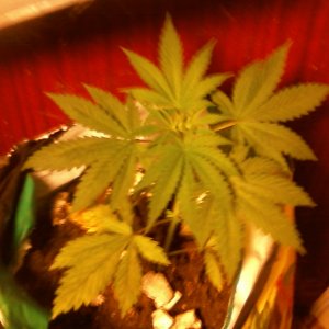 Wembley fem или Super Hash fem