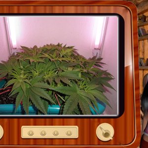 G13 Haze
