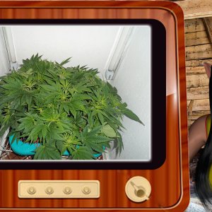 G13 Haze