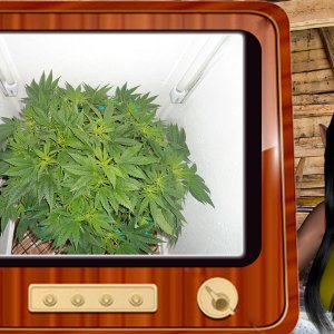G13 Haze