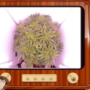 G13 Haze От Ganjaseeds