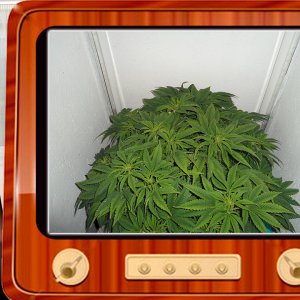 G13 Haze От Ganjaseeds