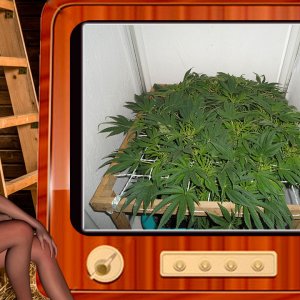 G13 Haze