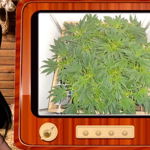 G13 Haze