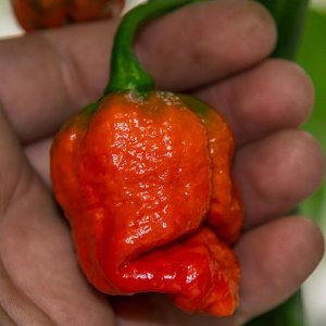 Moruga Scorpion (Trinidad Scorpion, Moruga)
