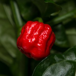7pot 7pod
