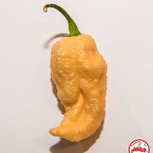 Carolina Reaper X Peach Bhut Jolokia