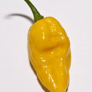 Fatalii
