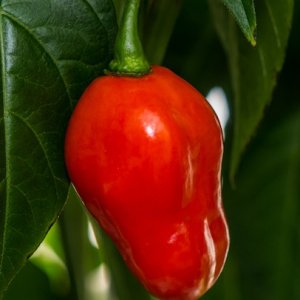 Fatalii Gourmet Rocato